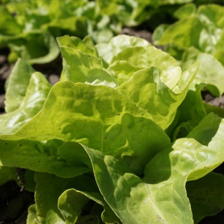 Lechuga Appia - Semillas