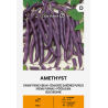 Alubia enana Amethyst - Semillas