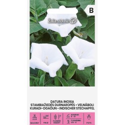 Datura inoxia - Semillas