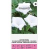 Datura inoxia - Semillas
