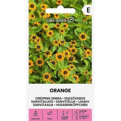 Zinnia rastrera naranja - Semillas
