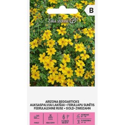 Bidens aurea - Semillas