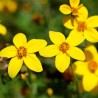 Bidens aurea - Semillas