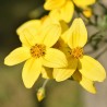Bidens aurea - Semillas