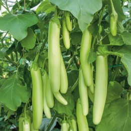 Berenjena Green Knight H - Semillas