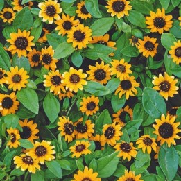 Zinnia rastrera naranja - Semillas