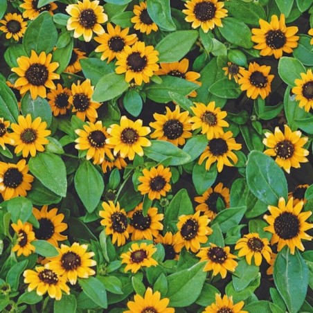 Zinnia rastrera naranja - Semillas