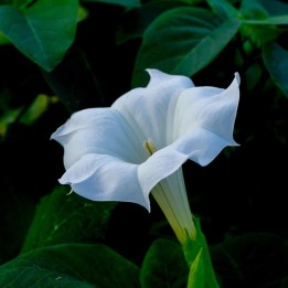 Datura inoxia - Semillas