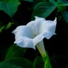 Datura inoxia - Semillas