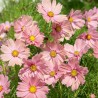 Cosmos Apricotta - Semillas