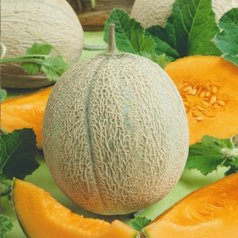 Melón Retato degli Ortolani - Semillas