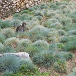 Festuca azul Varna - Semillas