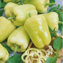 Pimiento dulce Kvadry H - Semillas