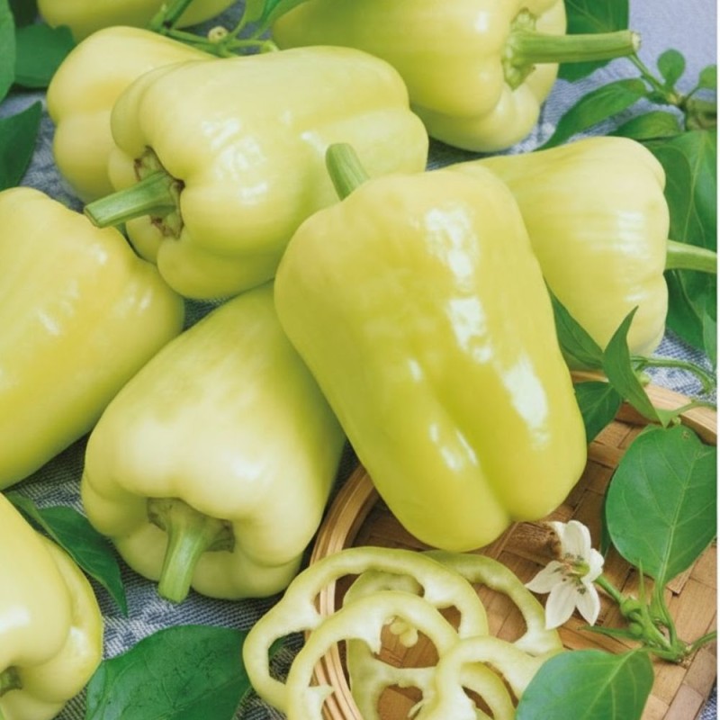 Pimiento dulce Kvadry H - Semillas