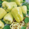 Pimiento dulce Kvadry H - Semillas