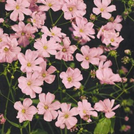 Paniculata rosa - Semillas
