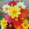 Dalia Mignon - Semillas