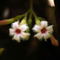 Quina roja - Semillas