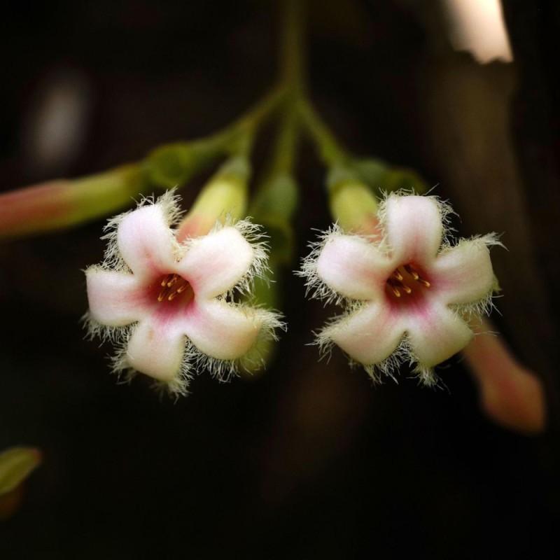 Quina roja - Semillas