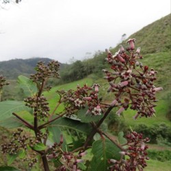 Quina roja - Semillas