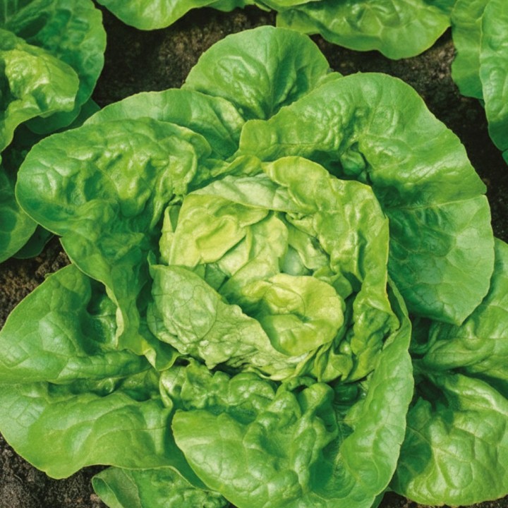 Lechuga Kagraner Sommer 2 - Semillas