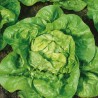 Lechuga Kagraner Sommer 2 - Semillas