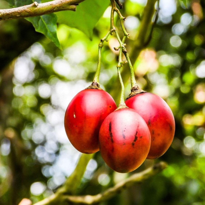 Semillas de Tamarillo, Cyphomandra betacea el Árbol del tomate. comprar