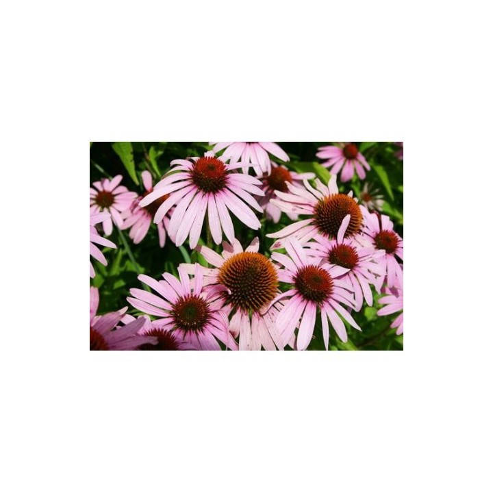 planta de echinacea angustifolia a la vente comprar equinacea plantas