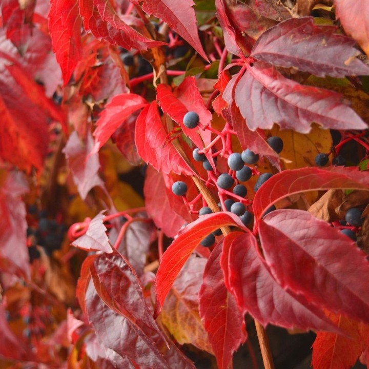 Semillas de Parra virgen (Parthenocissus tricuspidata)