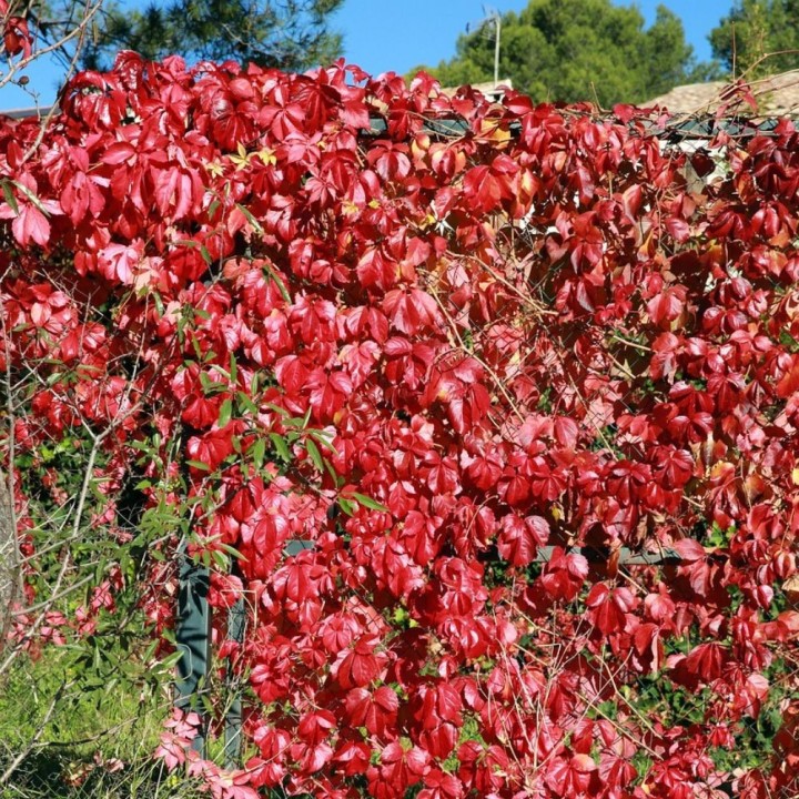 Semillas de Parra virgen (Parthenocissus tricuspidata)