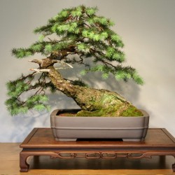 Abeto de Douglas - Semillas