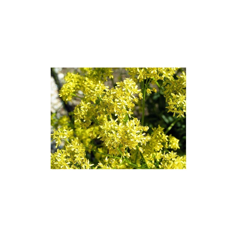 Hierba pastel - 1 planta