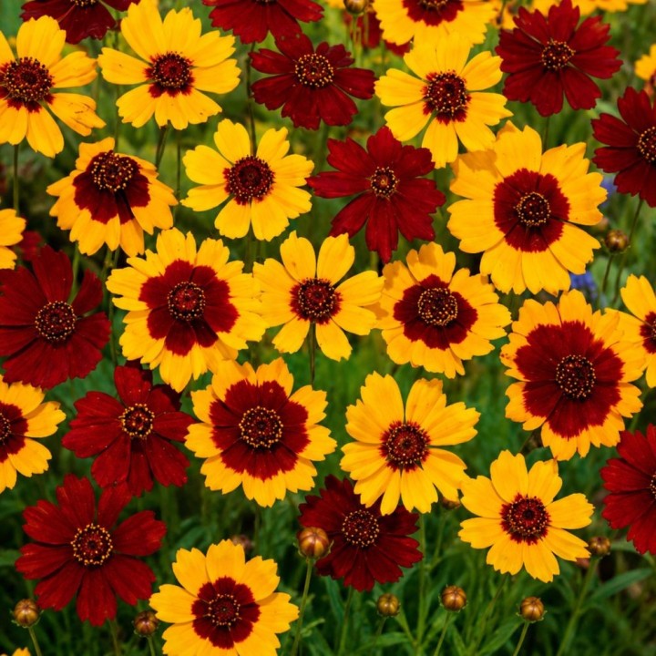 Coreopsis Mix - Semillas