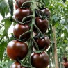 Tomate, Luther H - Semillas
