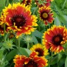 Gaillardia aristata - Semillas