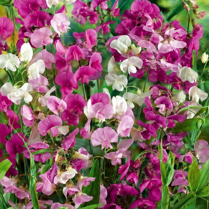 Guisante de olor perenne, Pink Pearl - Semillas