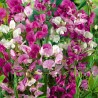 Guisante de olor perenne, Pink Pearl - Semillas