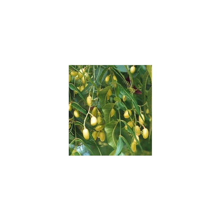 [PREVENTA] Árbol del Neem - 1 planta
