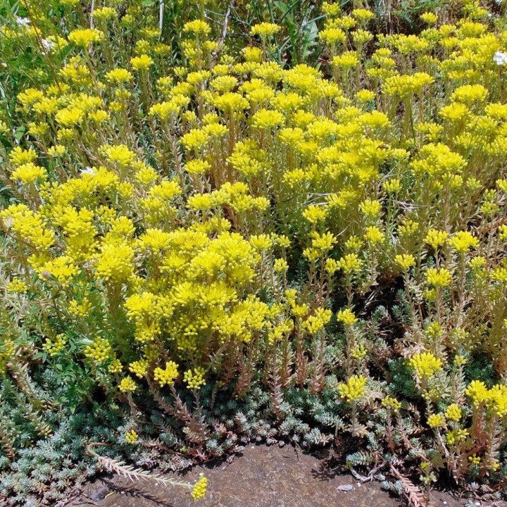 Sedum reflexum - Semillas