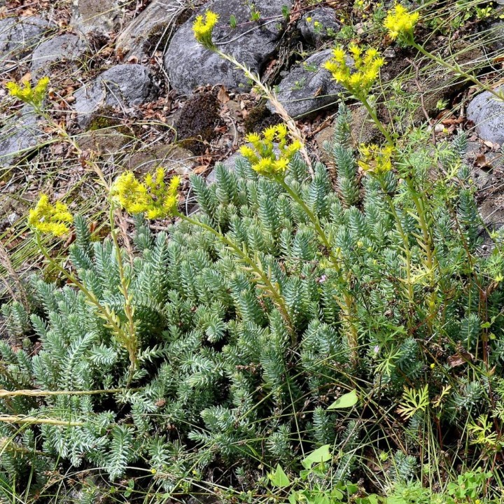 Sedum reflexum - Semillas