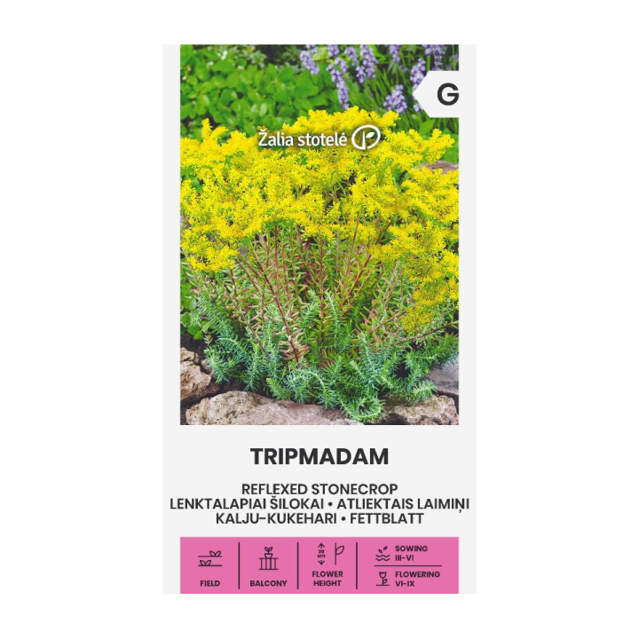 Sedum reflexum - Semillas