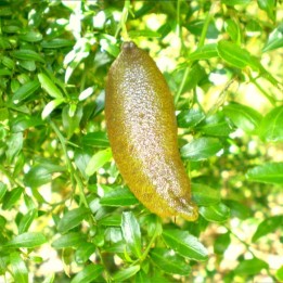 Plantas de Caviar cítrico Citrus australasica
