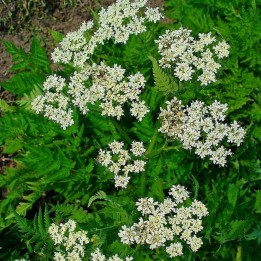 planta de mirra, myrrhis odorata, aromática, olorosa, planta rara