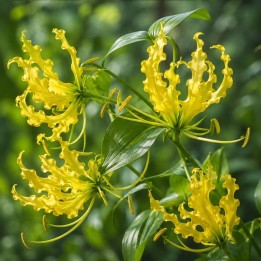 Gloriosa amarilla - Semillas