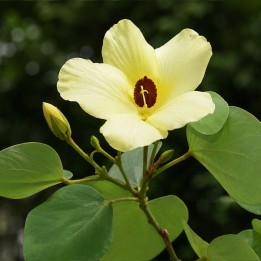 Bauhinia amarilla - Semillas
