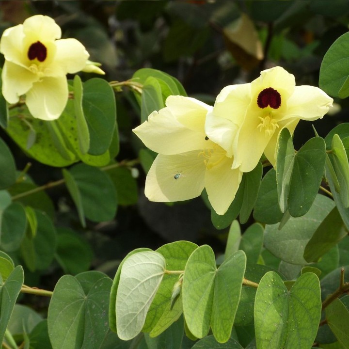 Bauhinia amarilla - Semillas