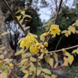 Calicanto de invierno - Semillas