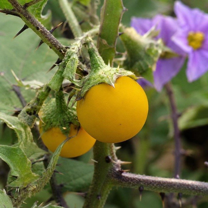 Berenjena silvestre - Semillas