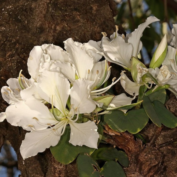 Árbol orquídea blanco - Semillas