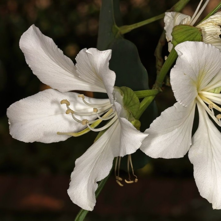 Árbol orquídea blanco - Semillas
